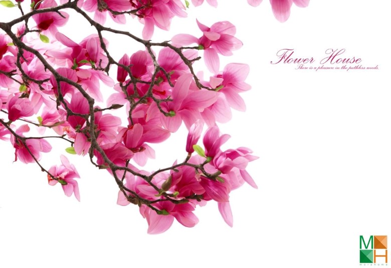 Tranh dán tường hoa mộc lan tại Hàng Gai, Hoàn Kiếm, Hà Nội FW - 004